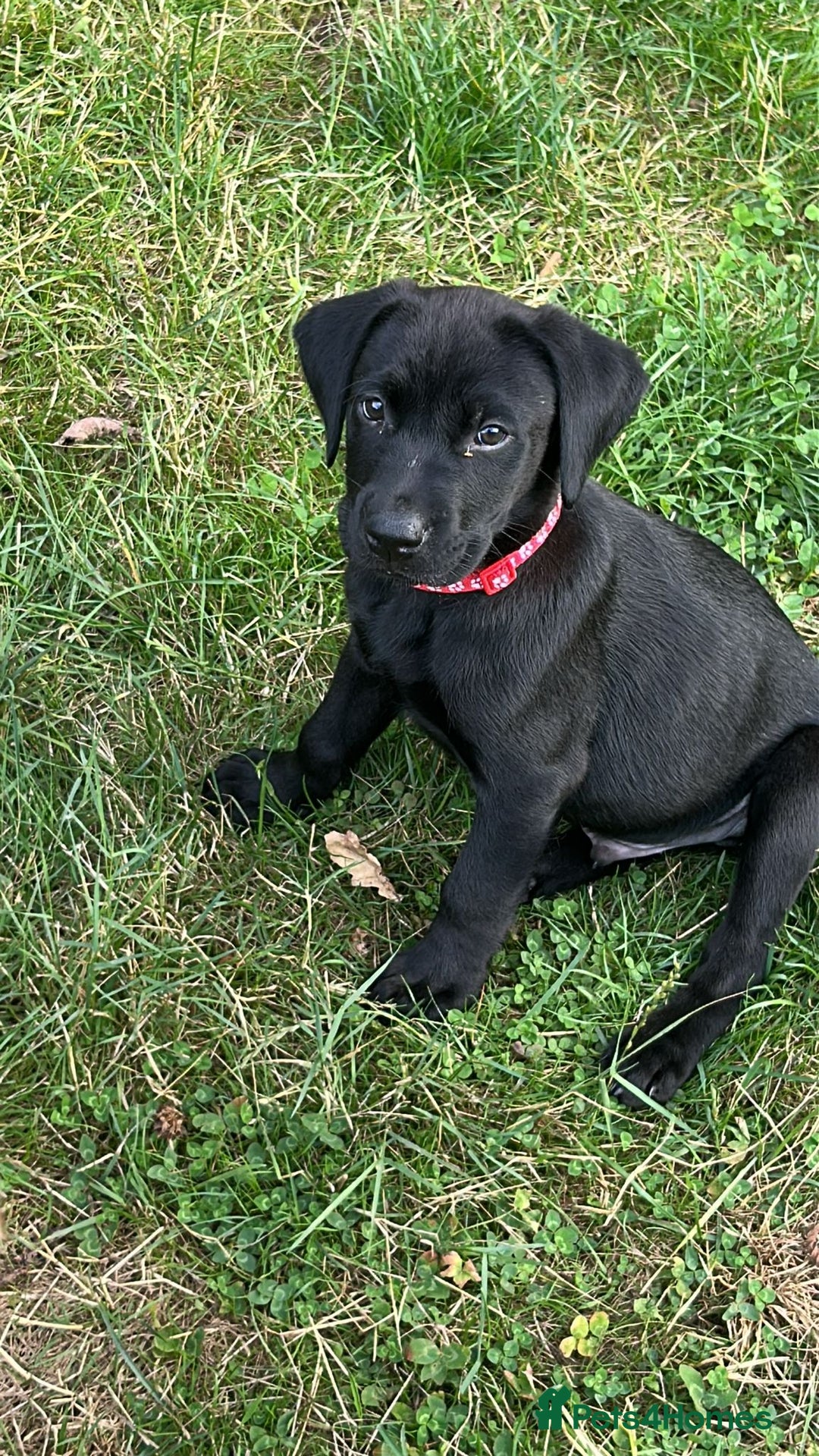 Labrador Retriever dogs for sale: FULLY HEALTH TESTED LABRADOR PUP - Image 4