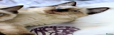 Ragdoll 3