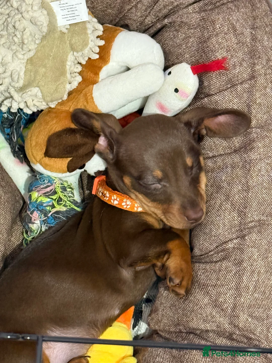 Miniature Dachshund dogs for sale: Rehoming beautiful 3-month-old Mini Dachshund - Advert 4