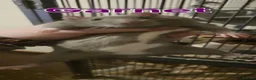 Rat rodents for sale: Rats Free to Good Homes! - Advert 10