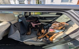 Mixed Breed dogs for sale: 2 Shepweiler Puppies  - Image 2