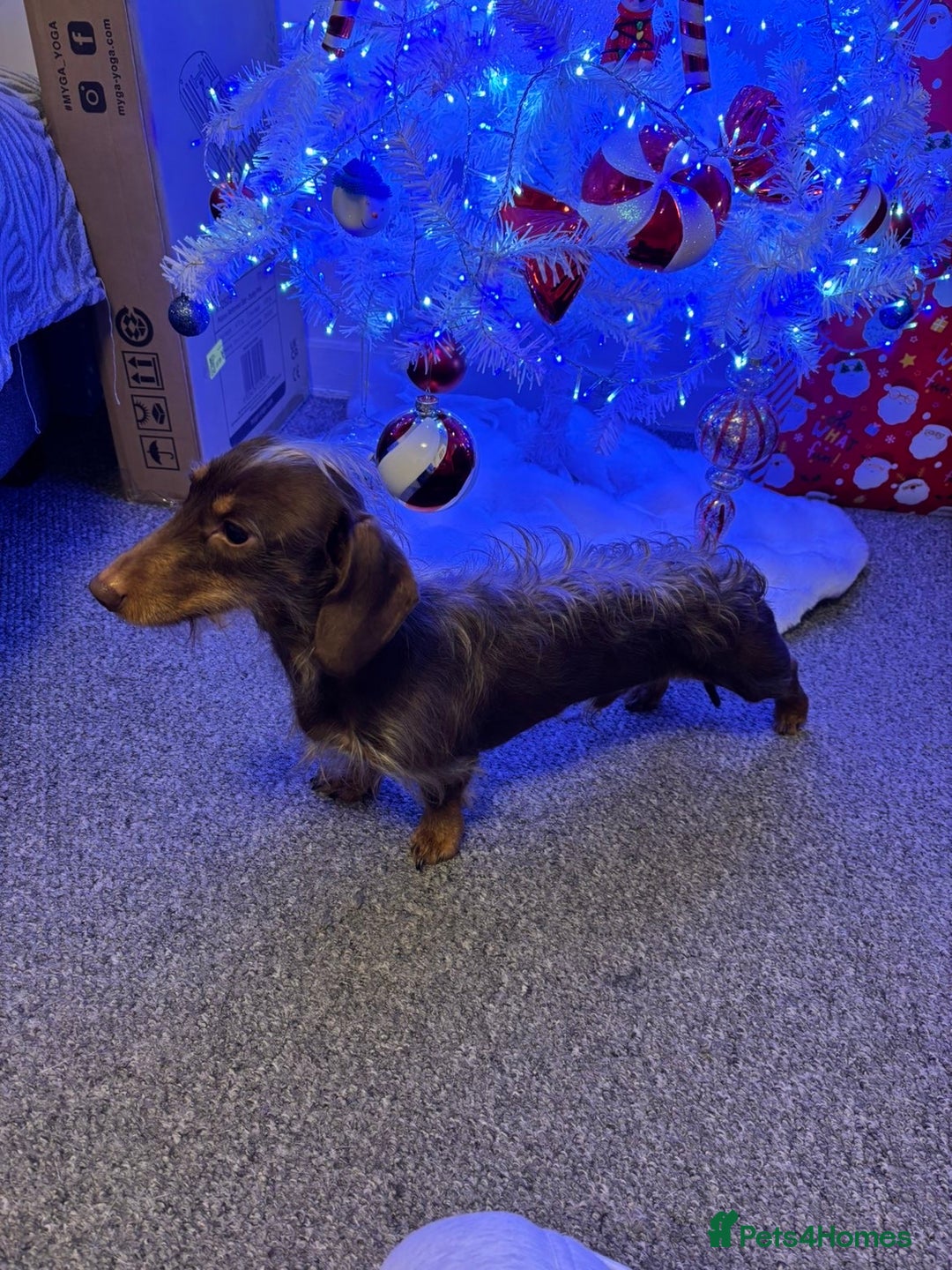 Miniature Dachshund dogs for stud: mini dachshund for stud  - Advert 4