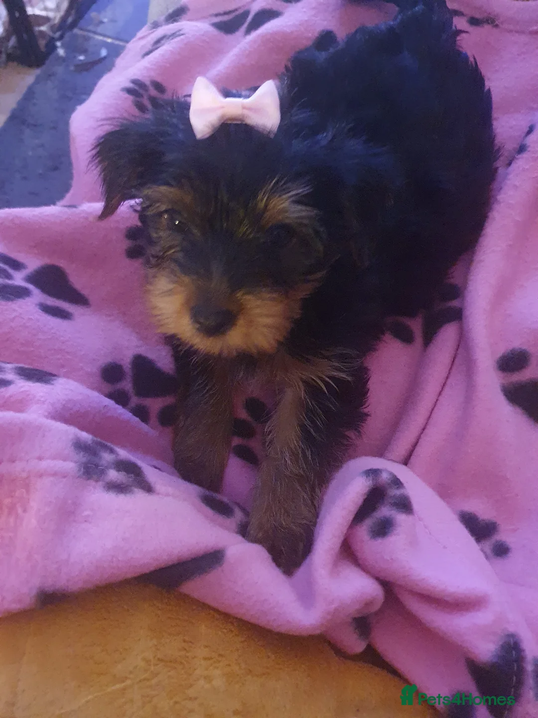 Yorkshire Terrier dogs for sale: Yorkshire terrier puppies  in Edgware - Advert 2
