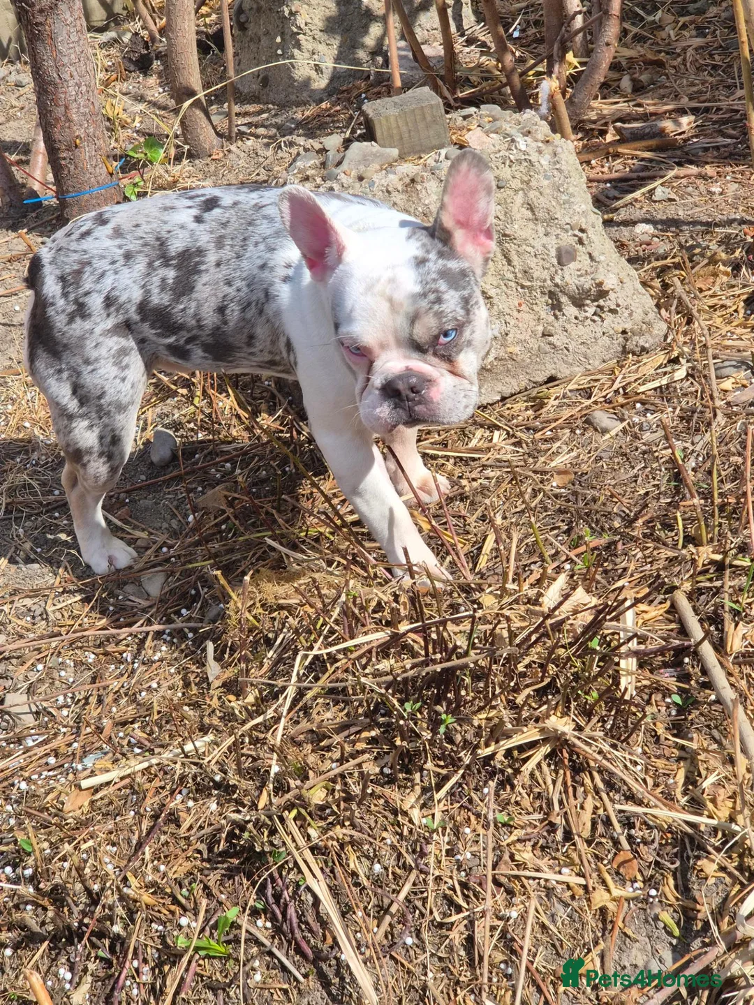 French Bulldog dogs for sale: Male frenchie in Newtown - Advert 2