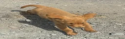 Golden Retriever dogs for sale: KC Healthy Golden Retriever Puppies - Advert 27