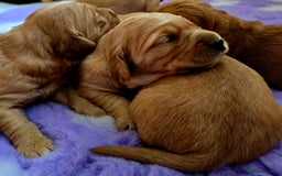 Golden Retriever dogs for sale: Stunning true working golden retriever puppies - Image 5