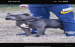 Staffordshire Bull Terrier dogs for sale: Outstanding litter of KC blue Staffordshire pups❤️ - Image 2