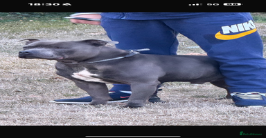 Staffordshire Bull Terrier dogs - Advert 8