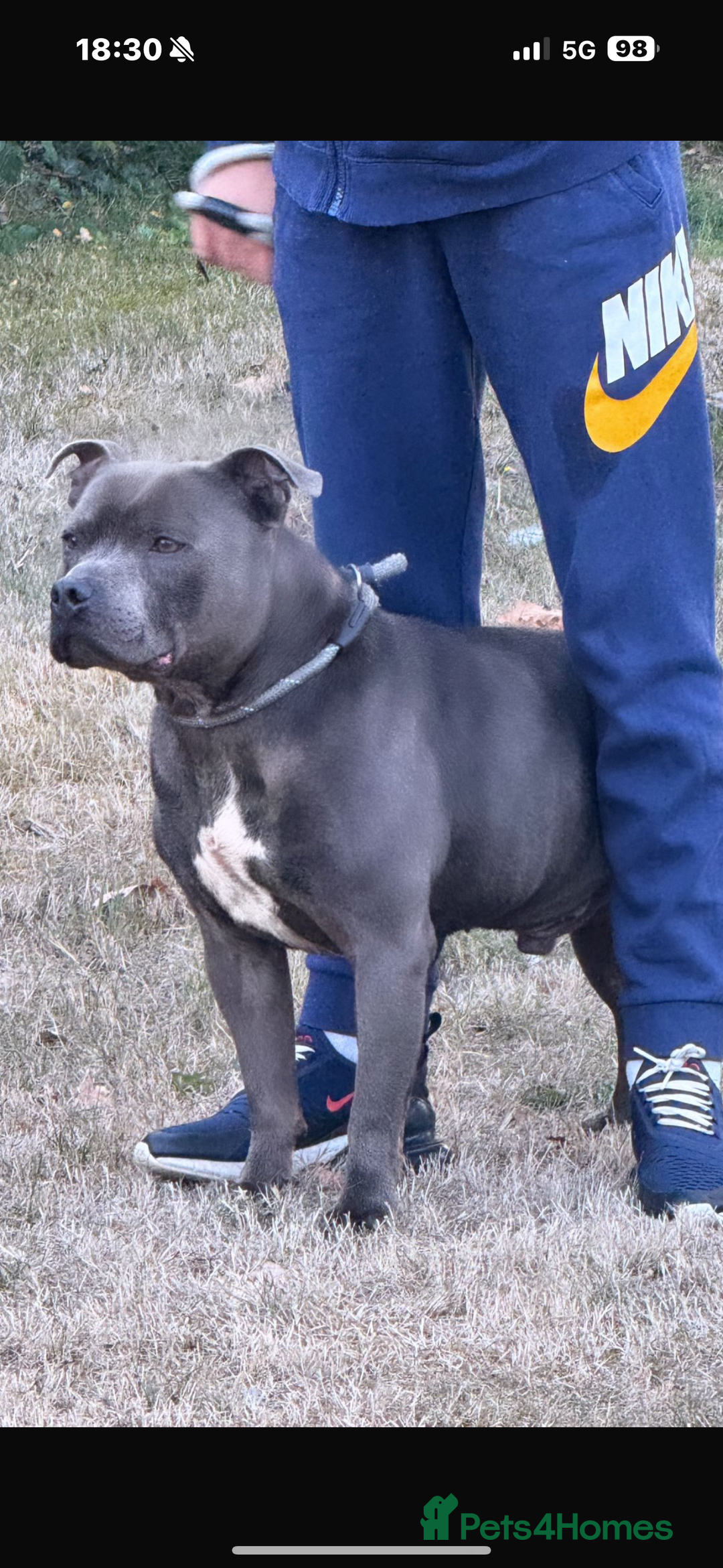 Staffordshire Bull Terrier dogs for sale: Outstanding litter of KC blue Staffordshire pups❤️ - Image 2