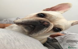 French Bulldog dogs for sale: Female Frenchie needing new home - Image 3