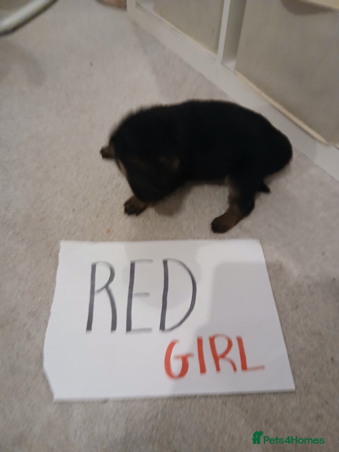 German Shepherd dogs for sale: Amazing german shepherd pups - Advert 19