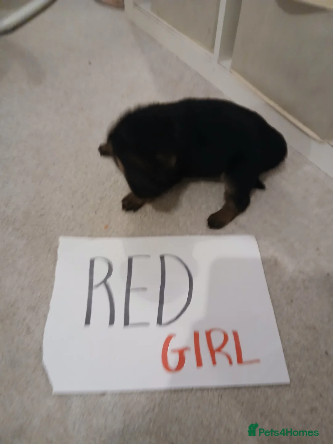 German Shepherd dogs for sale: Amazing german shepherd pups - Advert 19