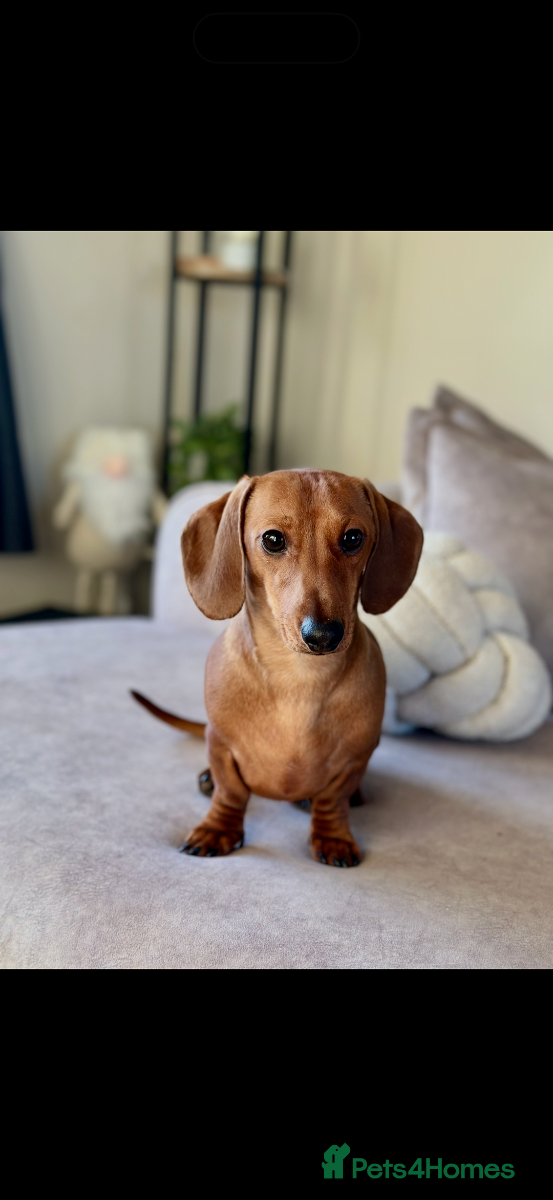 Miniature Dachshund dogs for sale: 5 beautiful miniature Daschund puppies  - Advert 5
