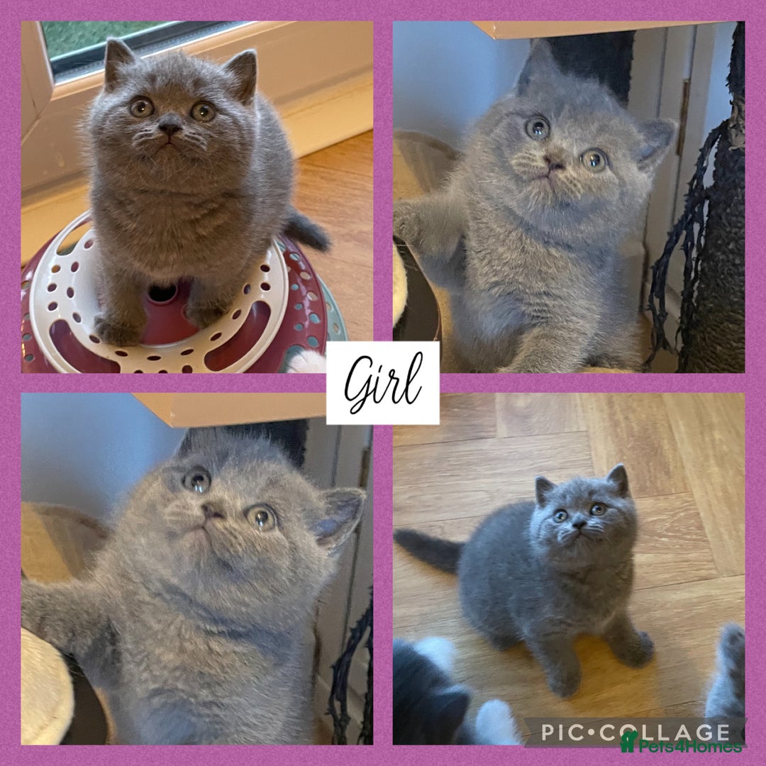 British Shorthair cats for sale: 🏆Champion GCCF British Shorthair kittens 🏆 - Image 11