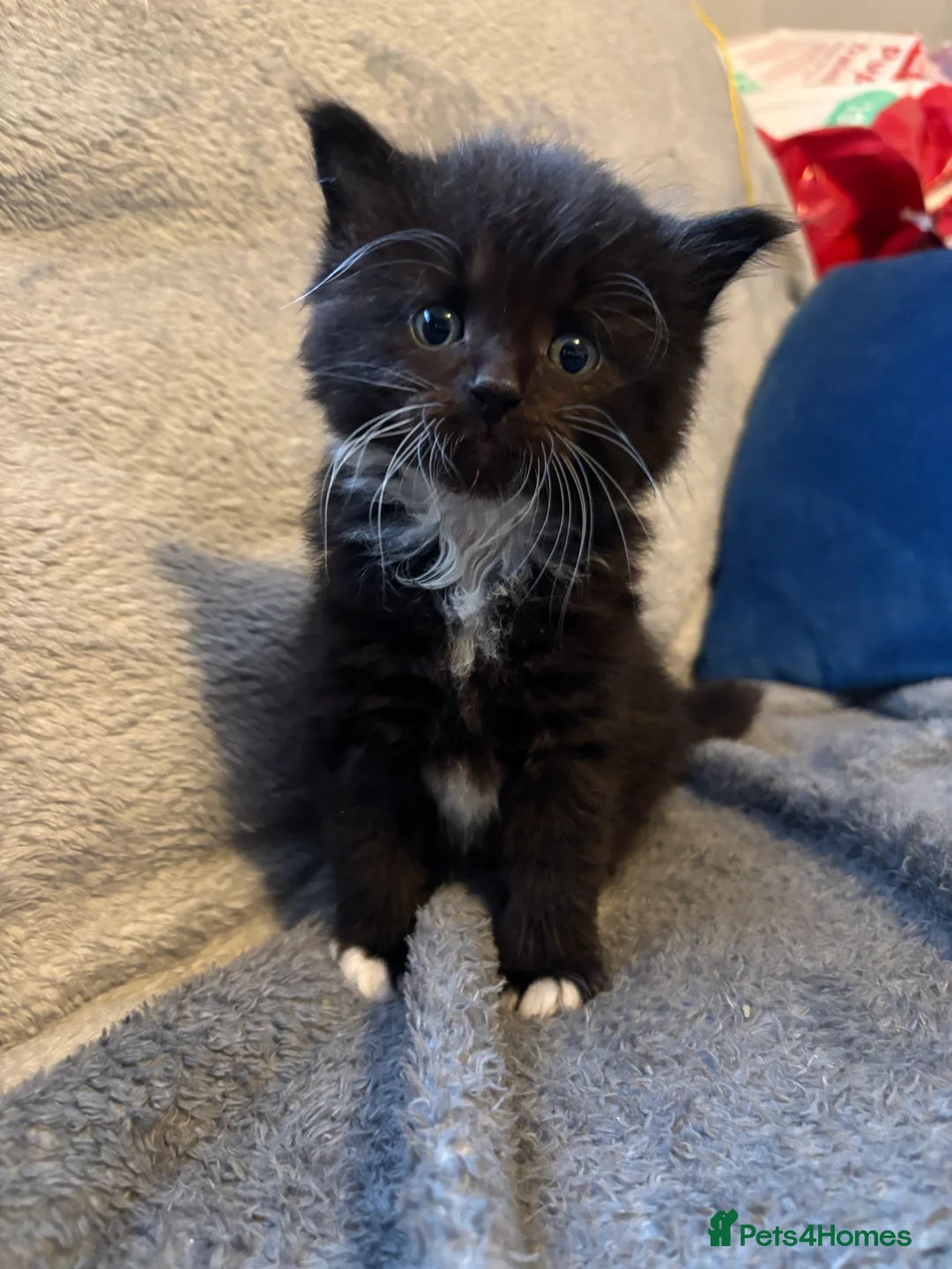 Ragcoon cats for sale: Beautiful Ragcoons in Ringwood - Advert 5