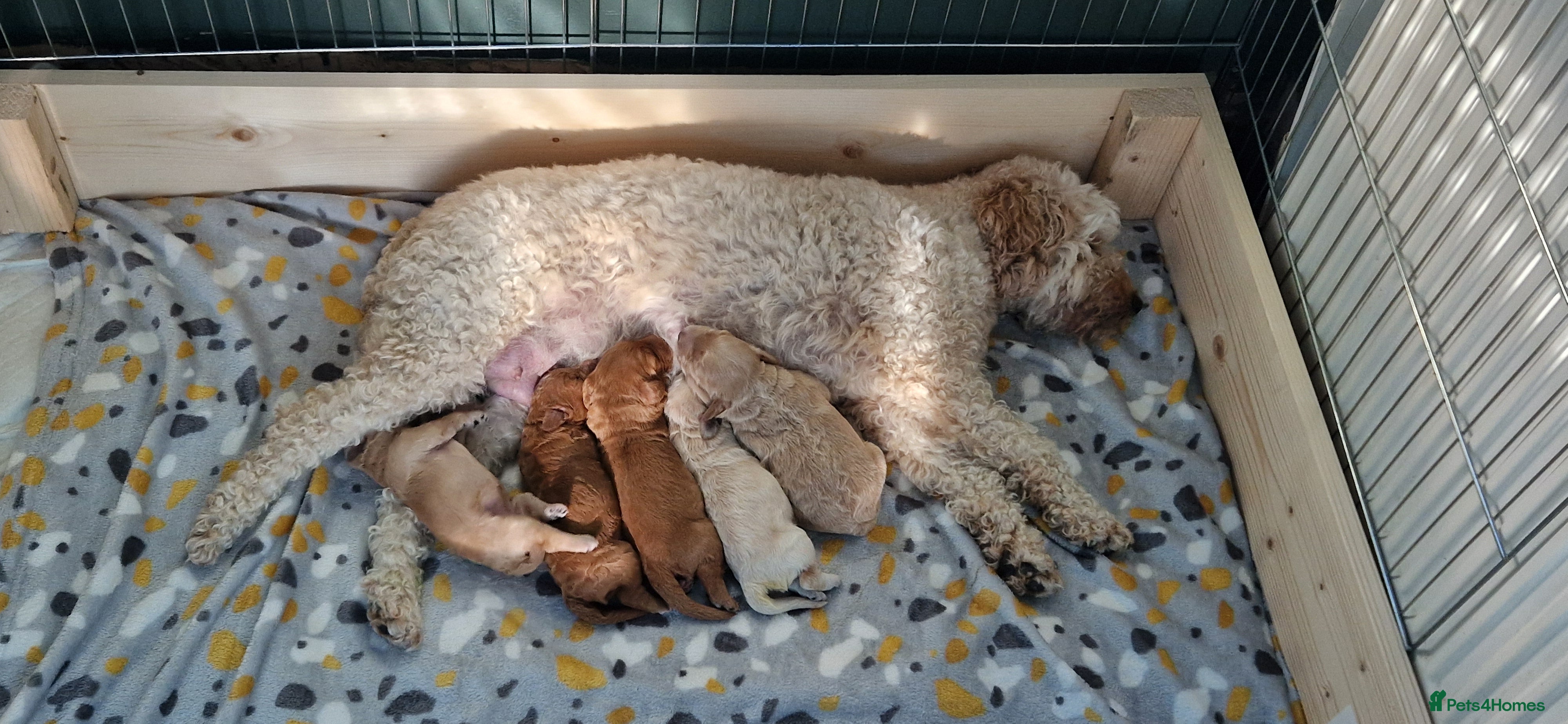 Mixed Breed dogs for sale: ADORABLE DOODLE PUPPIES – TAKING ENQUIRIES NOW!  - Advert 1