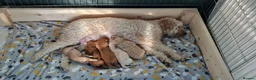 Mixed Breed dogs for sale: ADORABLE DOODLE PUPPIES – TAKING ENQUIRIES NOW!  - Advert 1