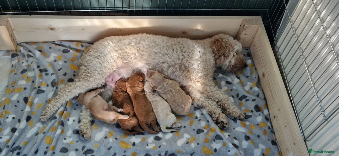 Mixed Breed dogs for sale: ADORABLE DOODLE PUPPIES – TAKING ENQUIRIES NOW!  - Advert 1