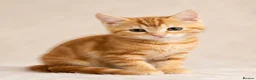 British Shorthair cats for sale: Stunning half Main Coon kitten ready for new home - Advert 14