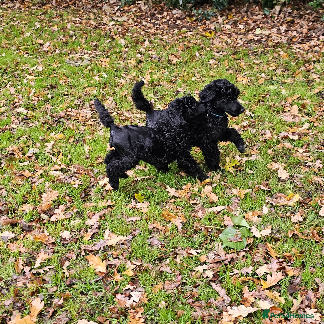 Standard Poodle dogs for sale: Standard poodle puppies🐩 - Advert 4