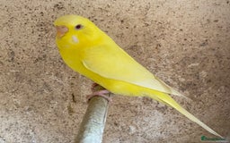Budgerigars birds for sale: Beautiful Budgies - Image 4