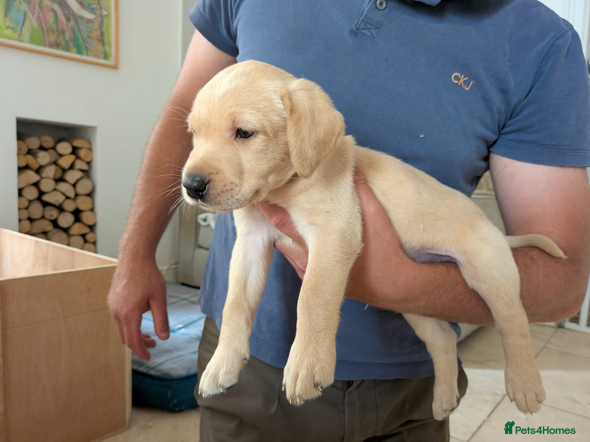 Labrador Retriever dogs for sale: 2 Yellow dog pups available - Strong working lines in Berkeley - Advert 2