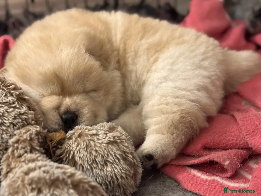 Chow Chow dogs for sale: SHOW QUALITY KC REGISTERED CHOW CHOW PUPPIES - Image 10