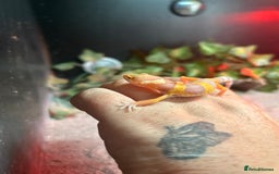 Leopard Gecko reptiles for sale: MIXED LEOPARD GECKOS  - Image 5
