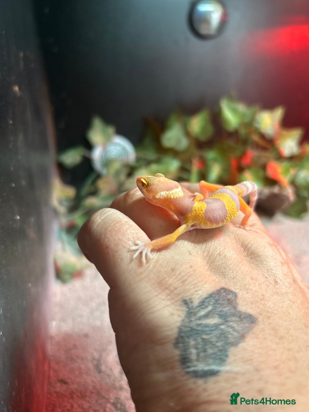 Leopard Gecko reptiles for sale: MIXED LEOPARD GECKOS  - Image 5
