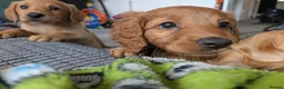 Labradoodle dogs for sale: Stunning F2 labradoodles ready now * 3 left* - Advert 7