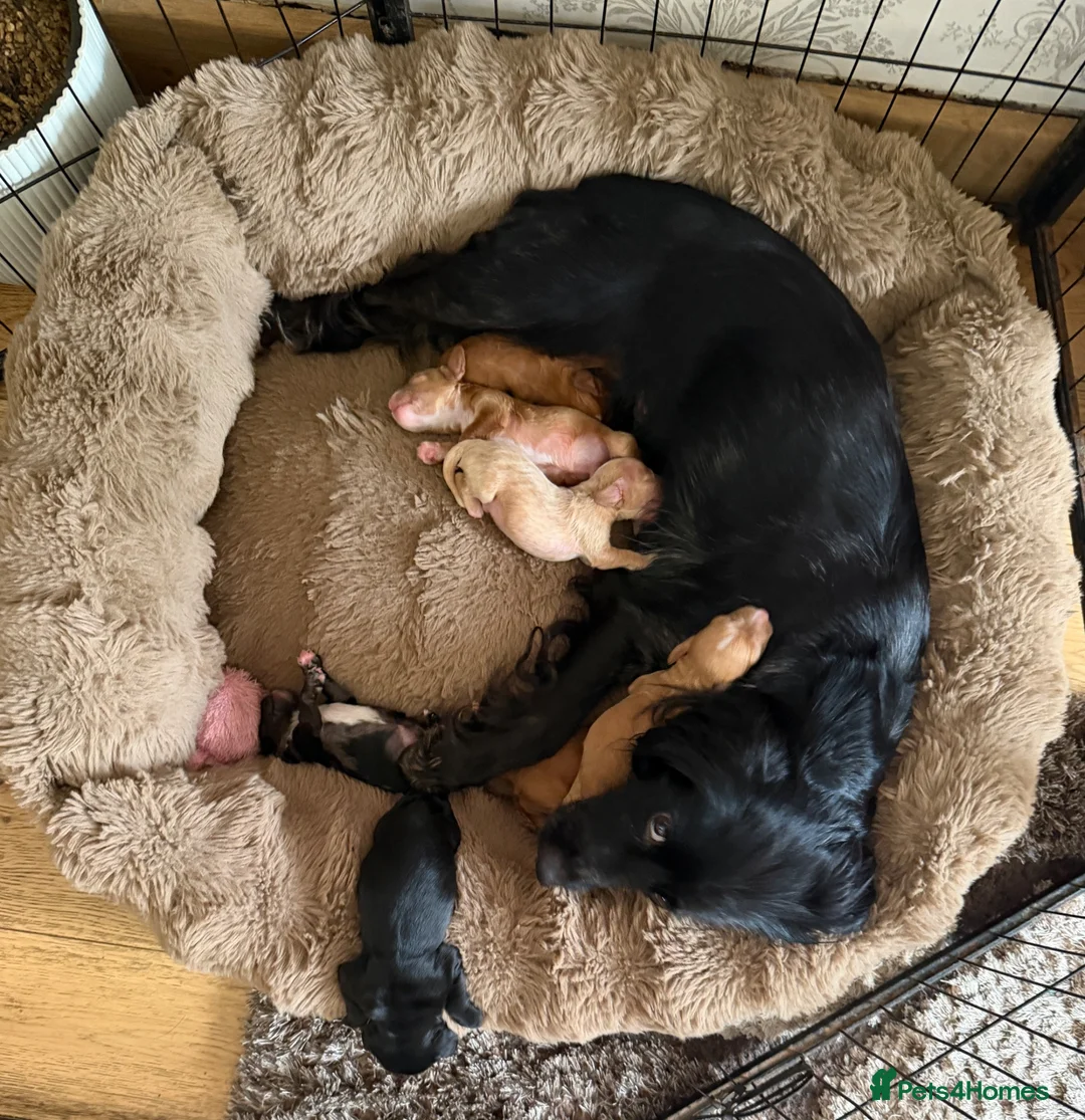 Cocker Spaniel dogs for sale: Stunning Cocker Spaniels  - Advert 2