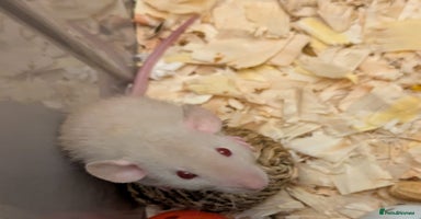 Rat rodents - Advert 14