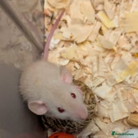 Rat rodents - Advert 1