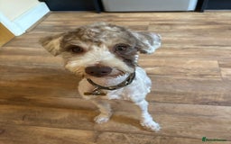 Mixed Breed dogs for sale: Schnoodle  - Image 1