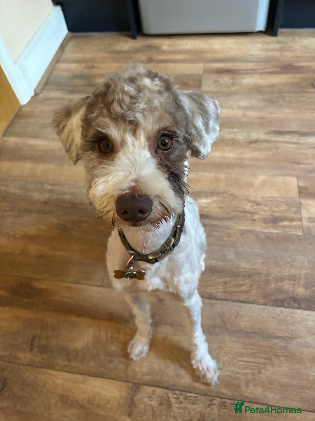 Mixed Breed dogs for sale: Schnoodle  - Image 1