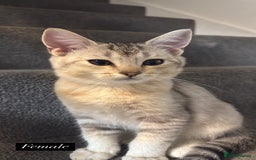 Scottish Fold cats for sale: Scottish fold X Bengal - Image 3