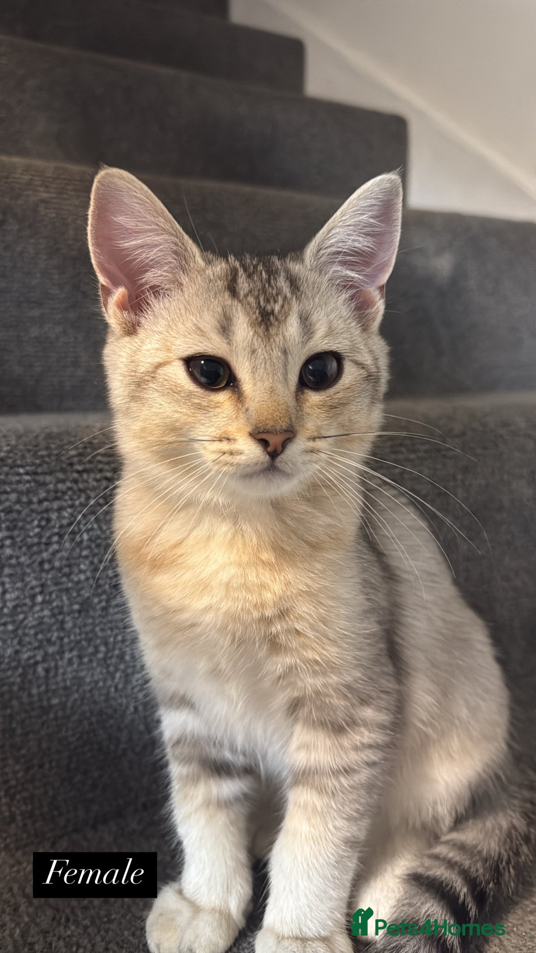 Scottish Fold cats for sale: Scottish fold X Bengal - Image 3