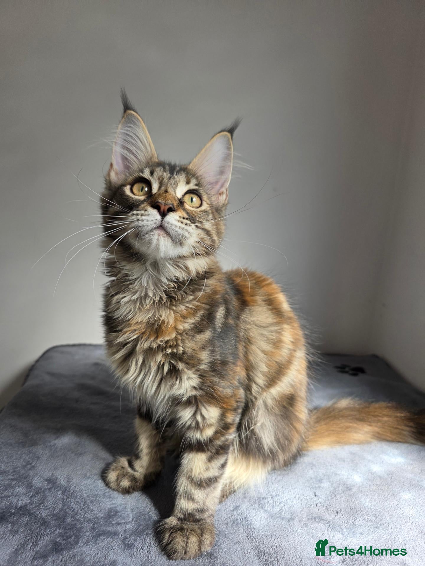 Maine Coon cats TICA Maine Coon Kittens | Russian Bloodlines - Advert 1