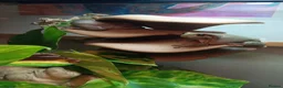 Frog reptiles for sale: Blue Eyed Whites Tree Frogs - Advert 5