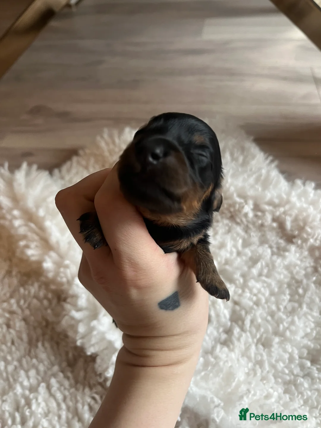 Miniature Dachshund dogs for sale: Miniature dachshunds for sale  - Advert 11