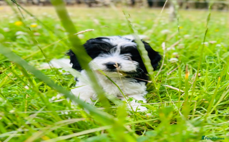 Cavapoo dogs - Advert 2