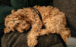 Cavapoo dogs for sale: REHOMING  - Advert 14