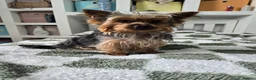 Yorkshire Terrier dogs for sale: Yorkshire terrier  in London - Advert 2