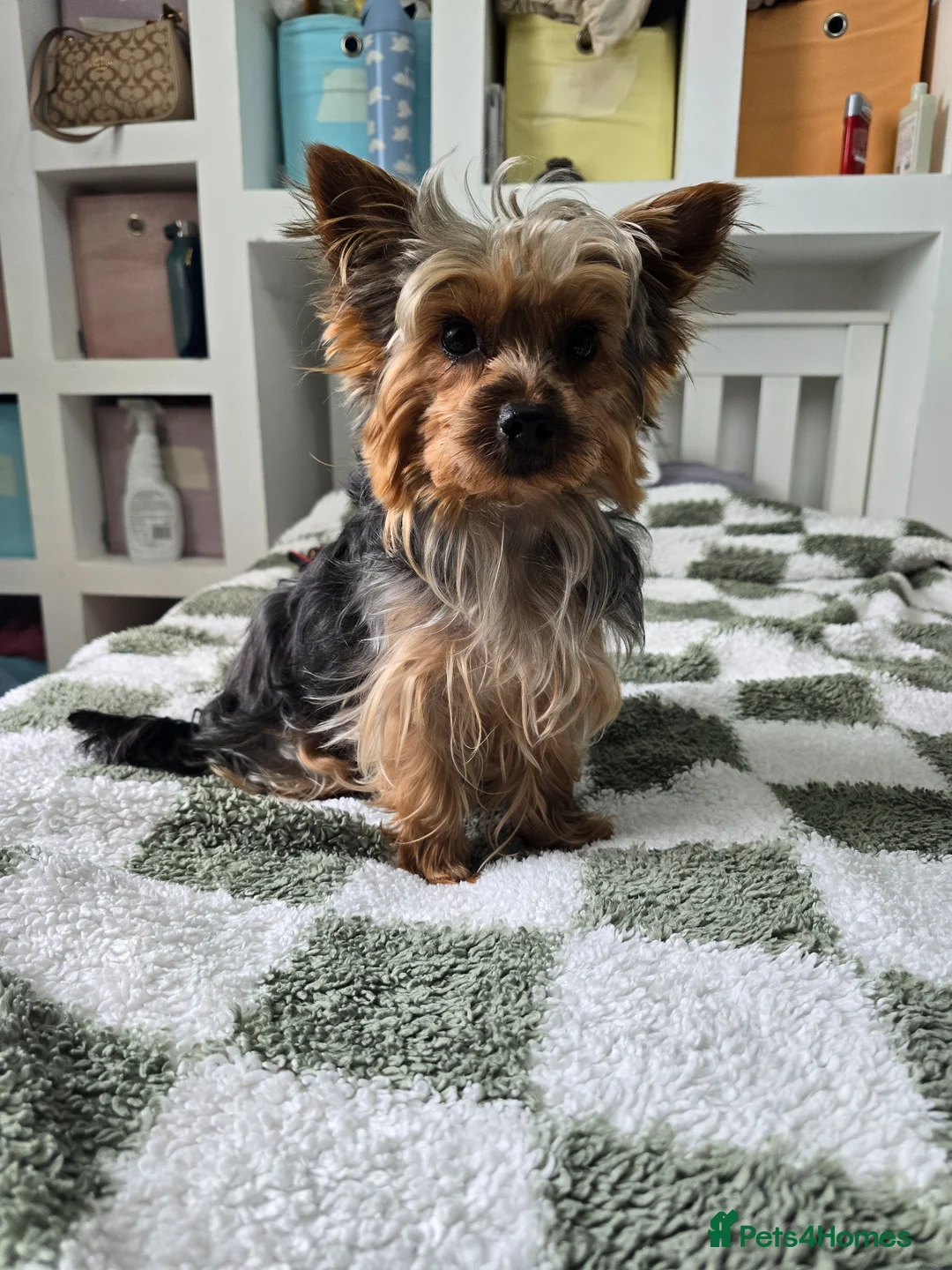 Yorkshire Terrier dogs for sale: Yorkshire terrier  in London - Advert 2