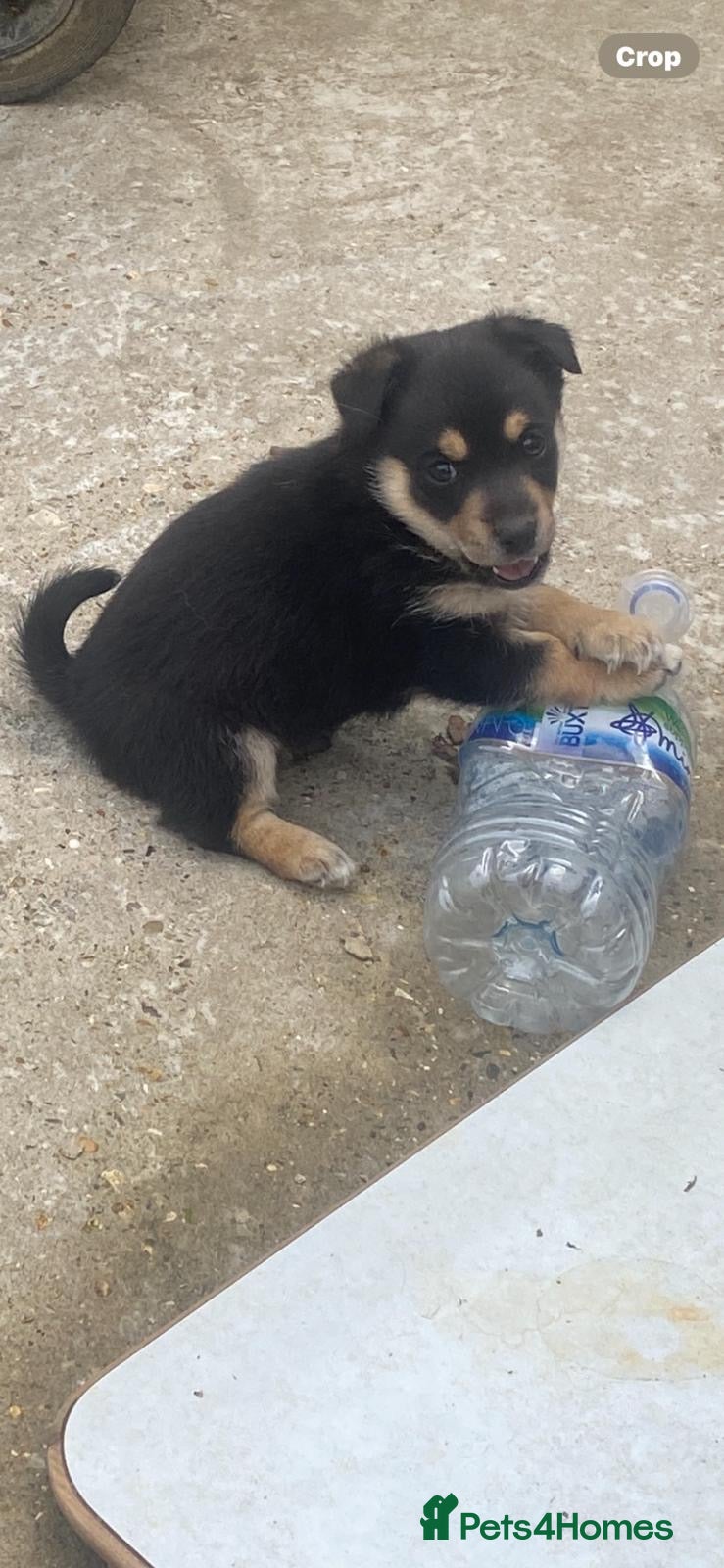 Mixed Breed dogs for sale: Two beautiful male puppy’s look for a forever home in High Wycombe - Advert 2