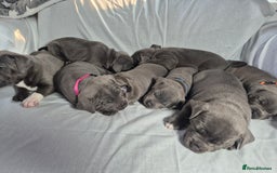 Staffordshire Bull Terrier dogs for sale: **Ready To Leave**KC Blues Champ Blood in Coventry - Image 22