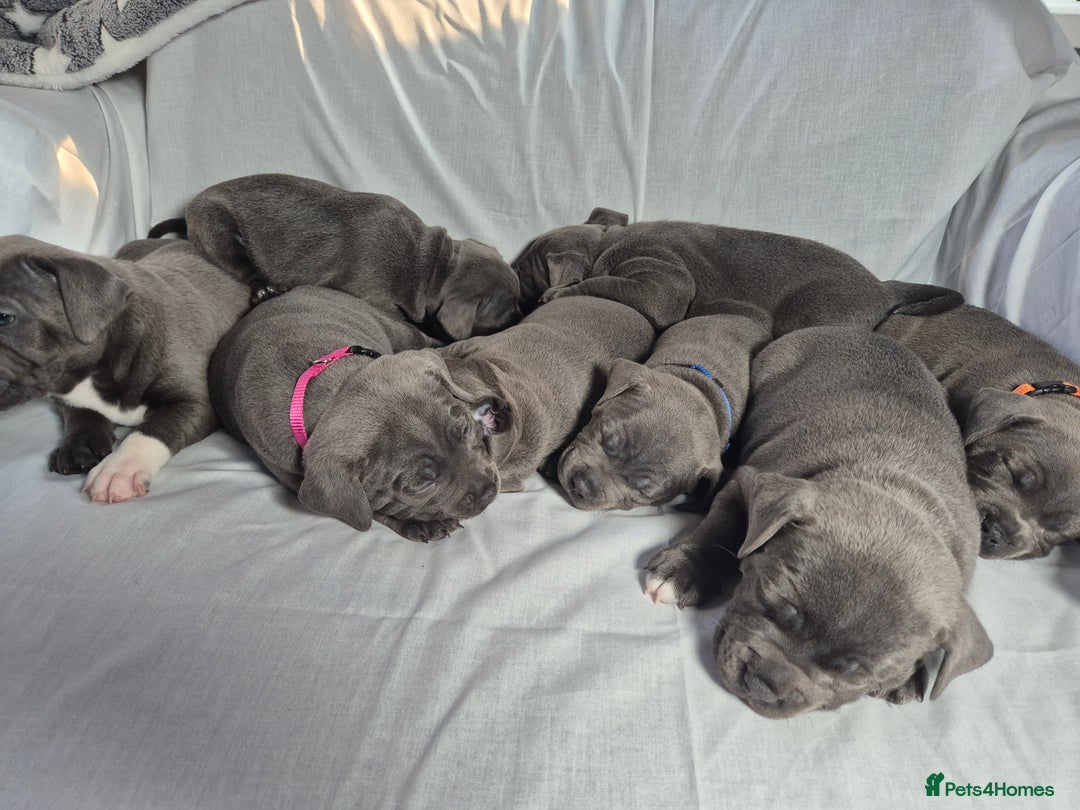 Staffordshire Bull Terrier dogs for sale: **Ready To Leave**KC Blues Champ Blood in Coventry - Image 22