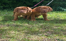 Dogue De Bordeaux dogs for sale: French mastiff pups  - Image 1