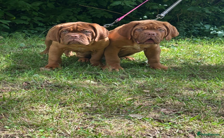 Dogue De Bordeaux dogs - Advert 1