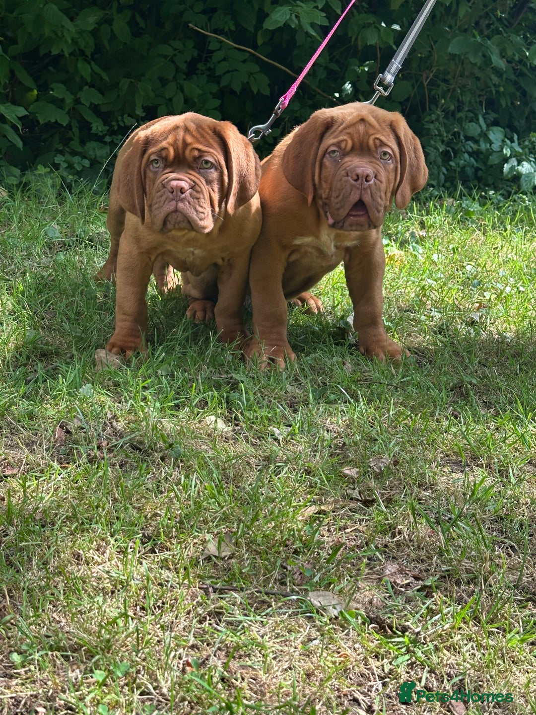 Dogue De Bordeaux dogs for sale: French mastiff pups  - Image 1